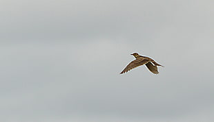 brown bird flying in the sky, skylark