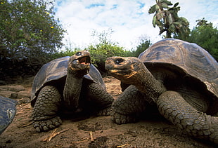 two brown tortoises