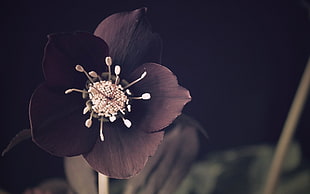 maroon 5-petal flower, flowers, macro, plants