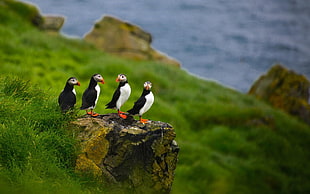 four puffins, nature, animals, puffins, depth of field HD wallpaper