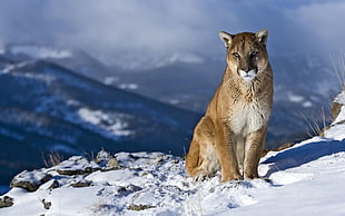brown and white wild animal on snow mountain