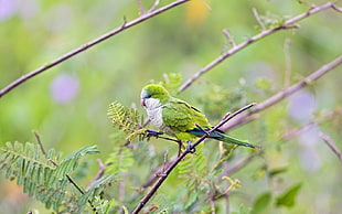 short-beak green on brown tree branch at daytime