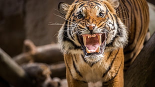 brown tiger, tiger, animals HD wallpaper