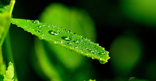 macro photography of green leaf with water droplets