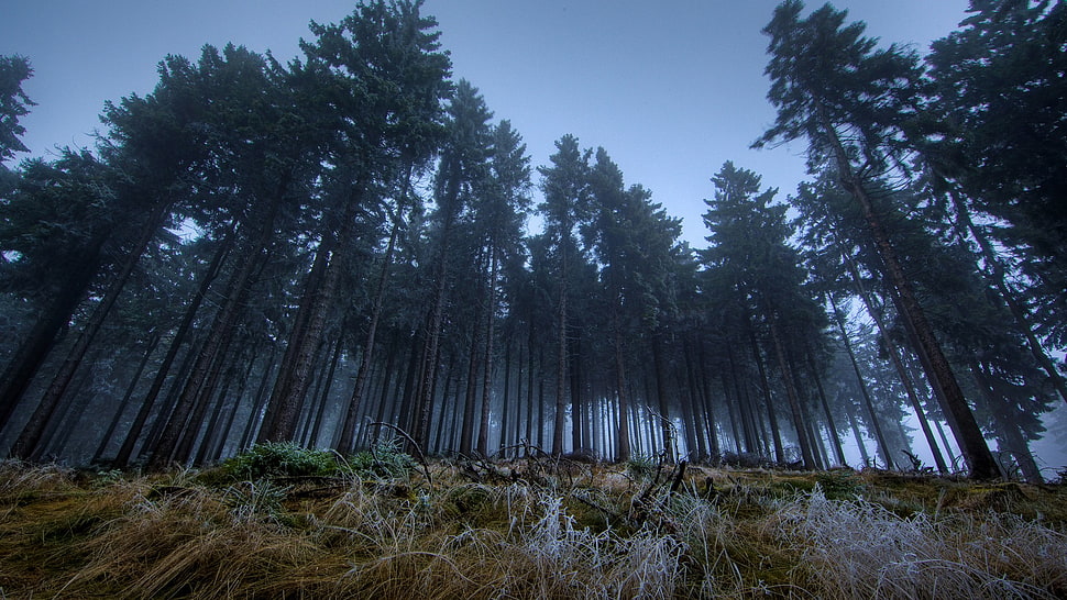 tall green trees, nature, forest, trees, mist HD wallpaper