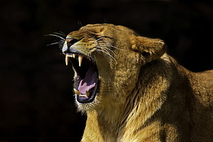 lioness photo HD wallpaper
