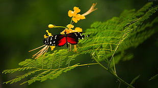 macro shot photography of red and black butterfly HD wallpaper