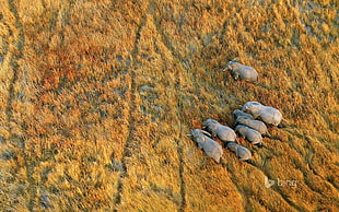 herd of gray elephants, nature, landscape, plains, animals HD wallpaper
