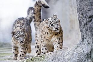 photography of two Jaguar cubs HD wallpaper