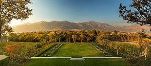 field of green lawn, Franschhoek, mountains, South Africa, trees