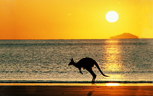 kangaroo, kangaroos, beach, Australia, Sun