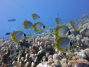 underwater photo of fishes