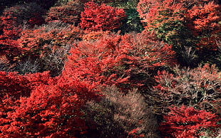 landscape photography of trees with red leaves