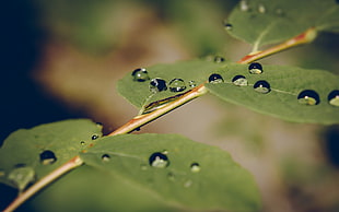 water drops on top of green leaves