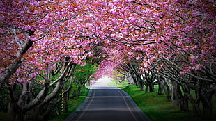 pink cherry blossom trees, nature