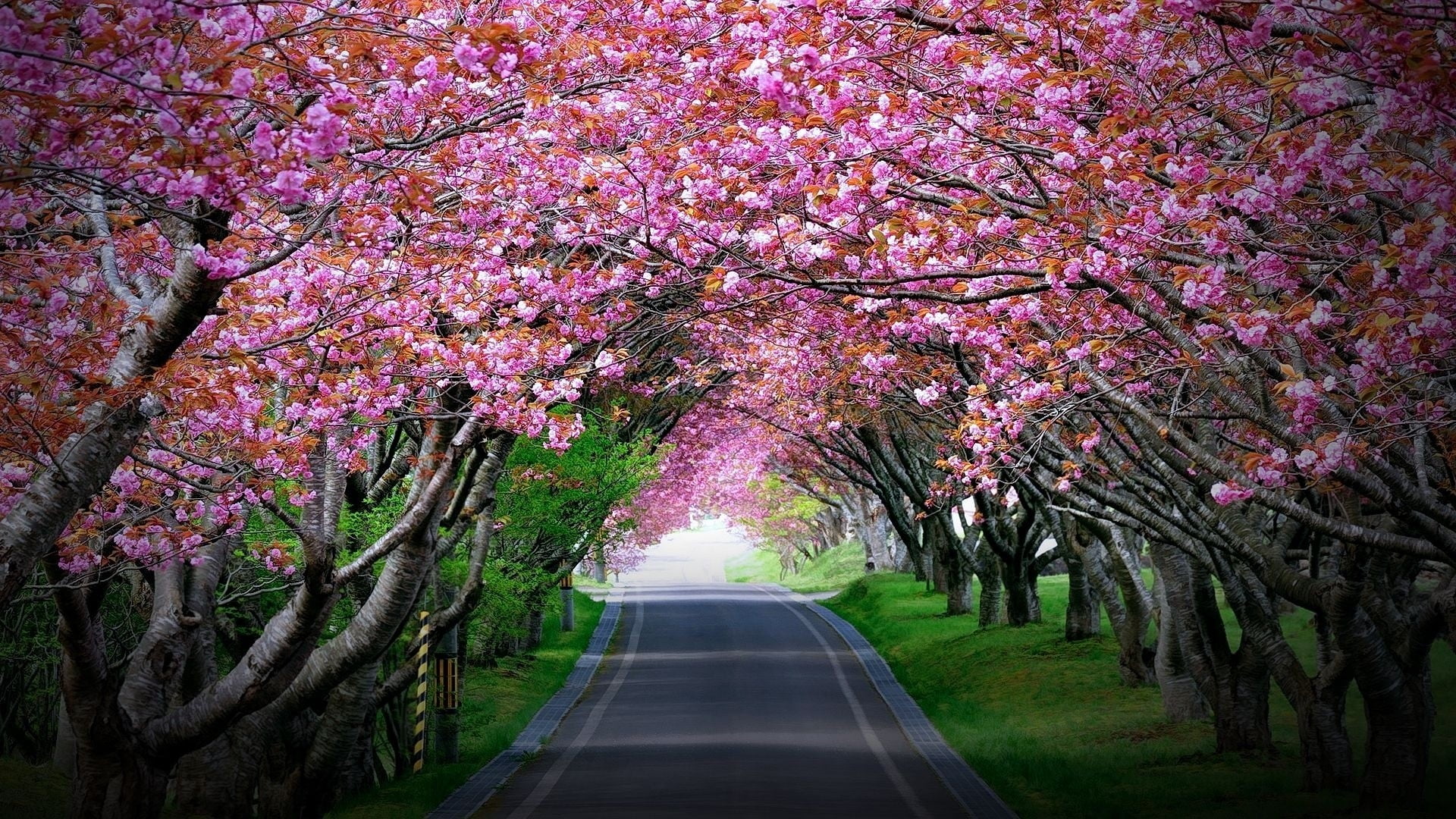 Pink cherry blossom trees, nature HD wallpaper | Wallpaper Flare