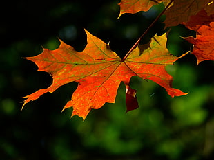 selective focus photograph of maple leaf HD wallpaper