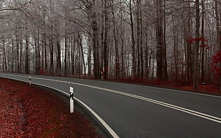 showing of gray concrete road HD wallpaper