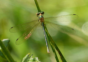 closeup photo of green dragonfly, common emerald, damselfly