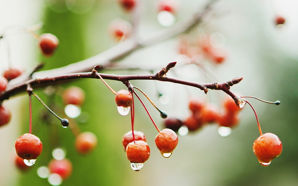 red cherries, twigs, water drops, depth of field, fruit HD wallpaper