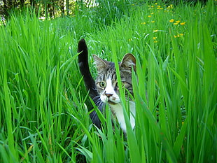 gray tabby cat walking on green grass field during daytime
