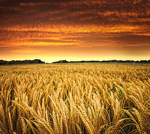 wheat field during golden hour HD wallpaper