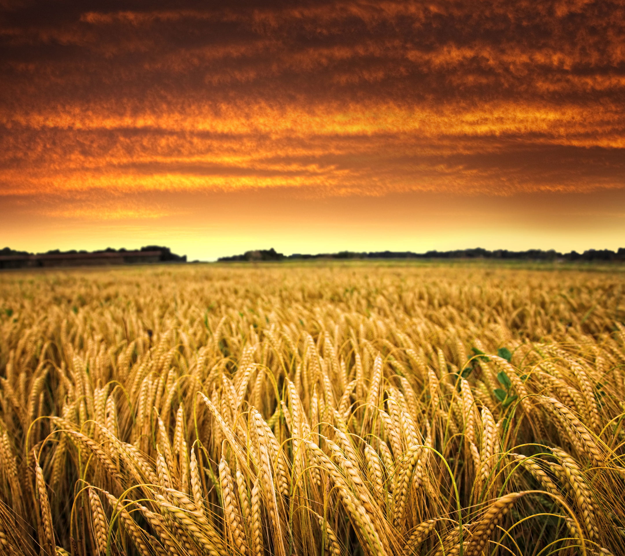 Wheat field during golden hour HD wallpaper | Wallpaper Flare