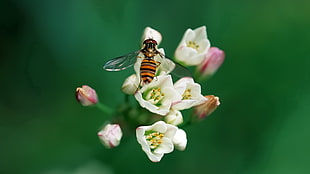 close-up photograph of hover fly on white petaled flower plant