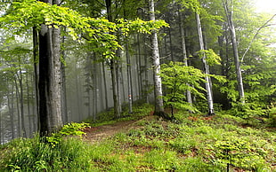 green trees, forest, nature, trees, landscape