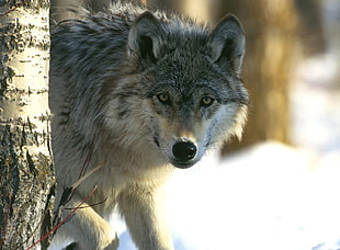 gray and white wolf beside tree during daytime