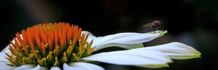 shallow photography on black bug on white and orange flower