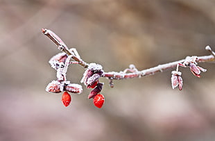 selective photo of snowed red fruit tree