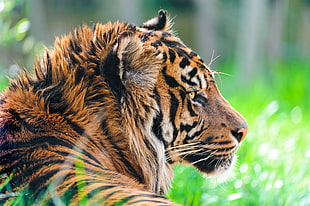 Tiger laying on grass field, sumatran tiger HD wallpaper