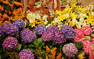 purple and pink Hydrangea flowers and yellow lilies flowers