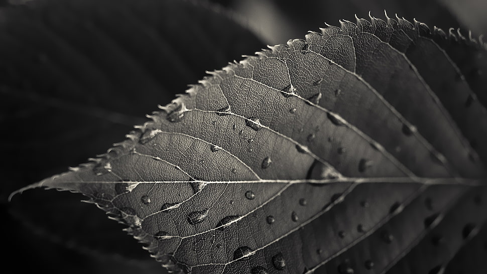greyscale photo of leaf with water droplets, HTC One M7, HTC Sense 5 HD wallpaper