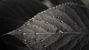 greyscale photo of leaf with water droplets, HTC One M7, HTC Sense 5