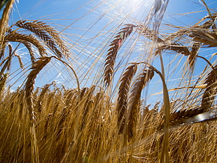 brown wheat grains HD wallpaper