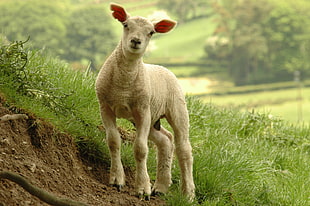 white sheep calf standing near grass