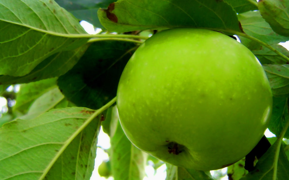 closeup photo of green apple HD wallpaper