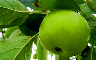 closeup photo of green apple