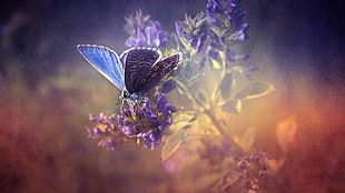 blue and black butterfly, butterfly, flowers, texture, insect HD wallpaper