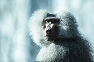 white monkey, Monkey, Baboon, Muzzle HD wallpaper
