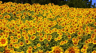 sunflower lot during daytime photo HD wallpaper