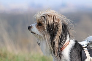 close up shot of small size long-coated tricolor dog