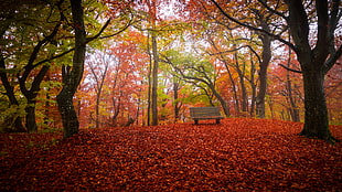 brown wooden bench, fall, bench, trees, nature