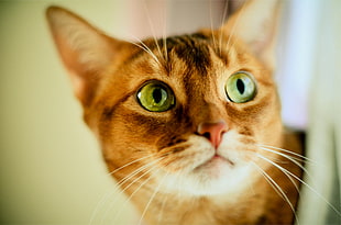 brown and black cat in close-up photography