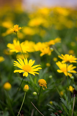 selective focus photography of yellow daisy HD wallpaper