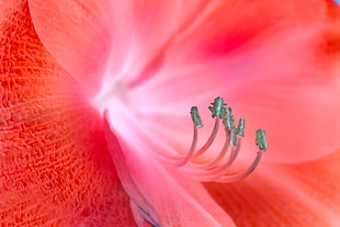closeup photo of pink Lily flower