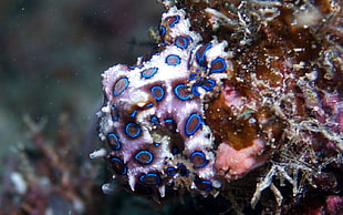 blue and red beaded accessory, underwater, sea