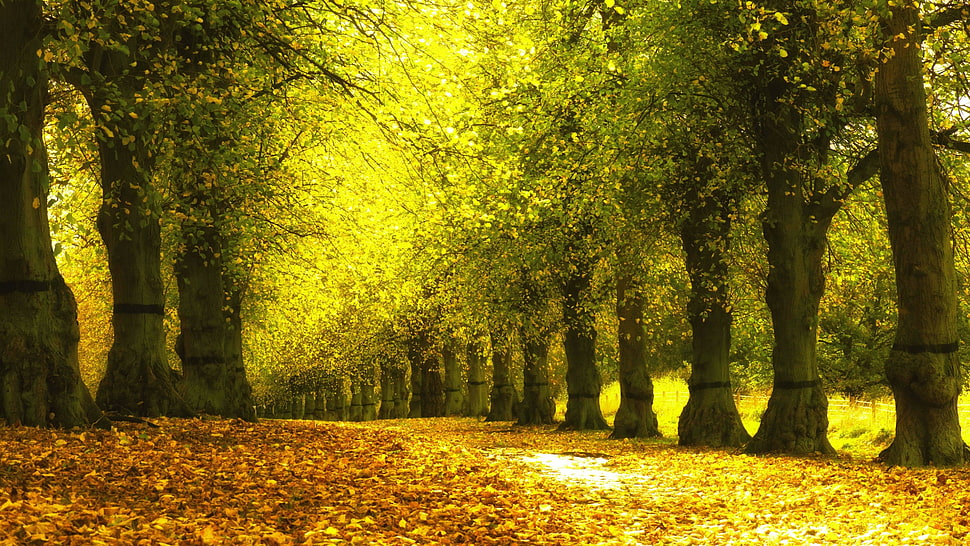 photo of pathway between trees, trees, fall HD wallpaper
